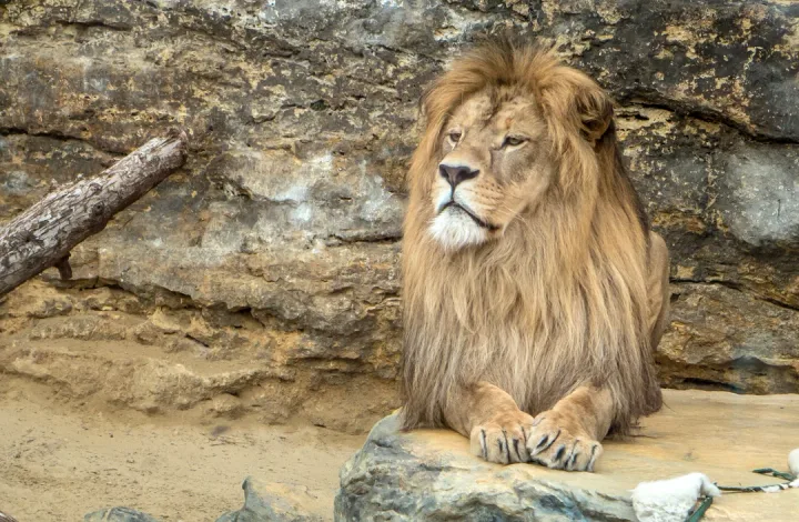 ZOO Bojnice – školský výlet